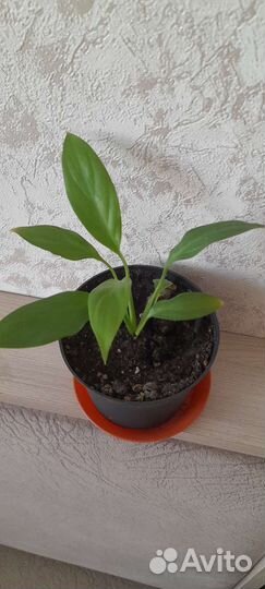 Спатифиллумы и др