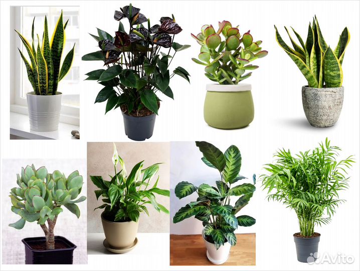 Комнатные Цветы декоративные разные