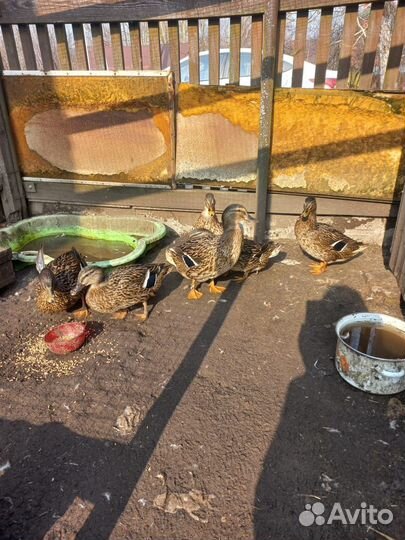 Подсадные утки