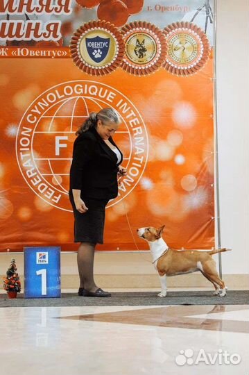 Миниатюрный бультерьер щенки