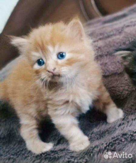 Британский котик