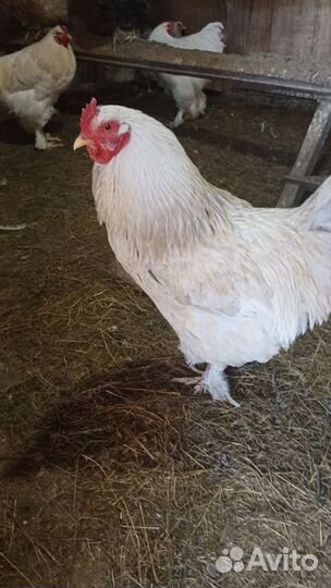 Молодые петухи