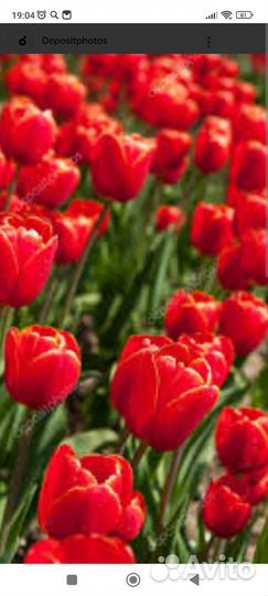 Луковицы тюльпанов