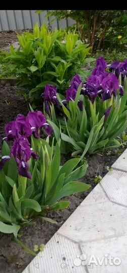 Многолетники садовые