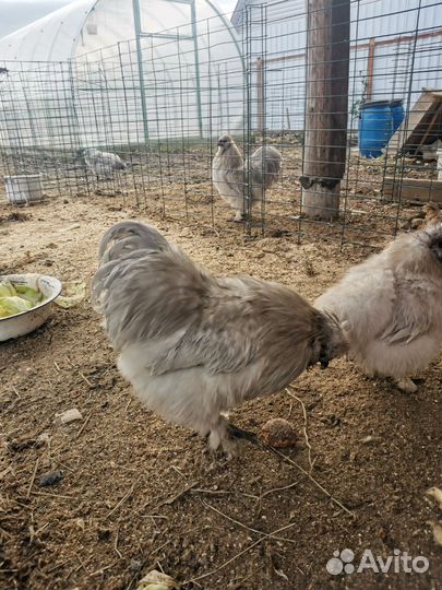 Петух Китайский шёлковый