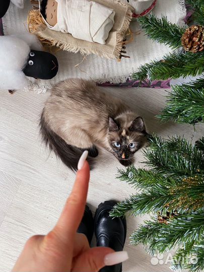 Тайская кошка