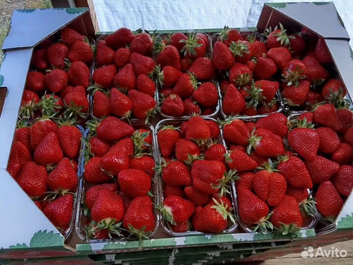 Клубника местная