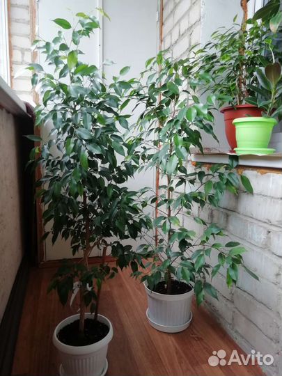 Комнатные растения