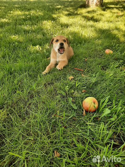 Собака, щенок