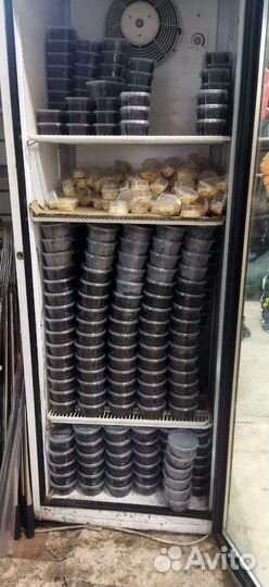 Червь навозный