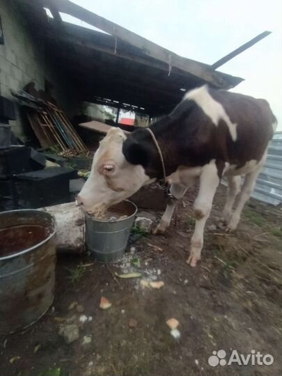 Телëнок тëлка