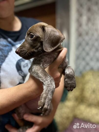 Маленький щенок Курцхаара