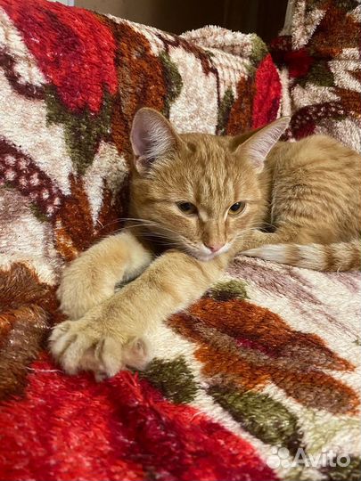 Котенок - подросток в добрые руки