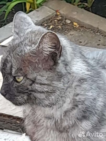 Кошка в дар бесплатно