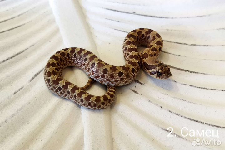 Свиноносый уж