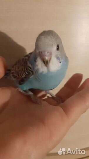 Птенцы волнистые попугаи возраст 40 дней