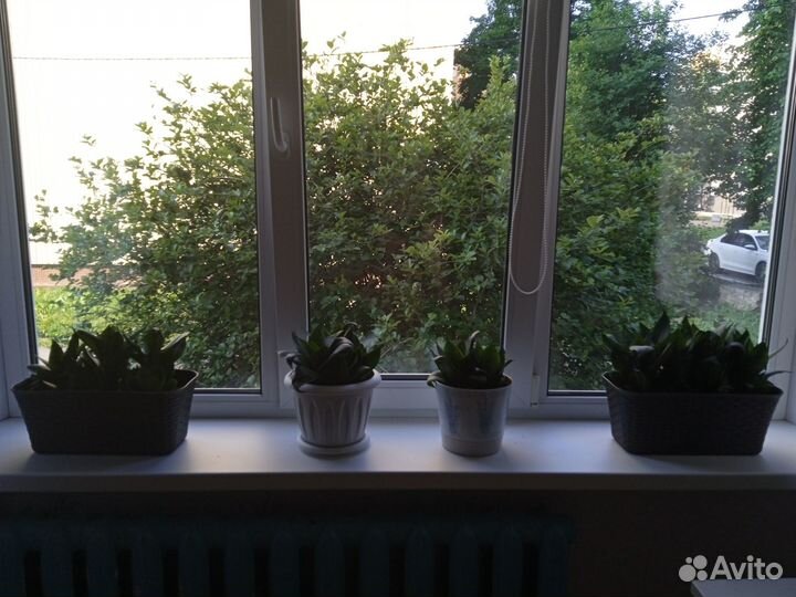 Комнатные растения