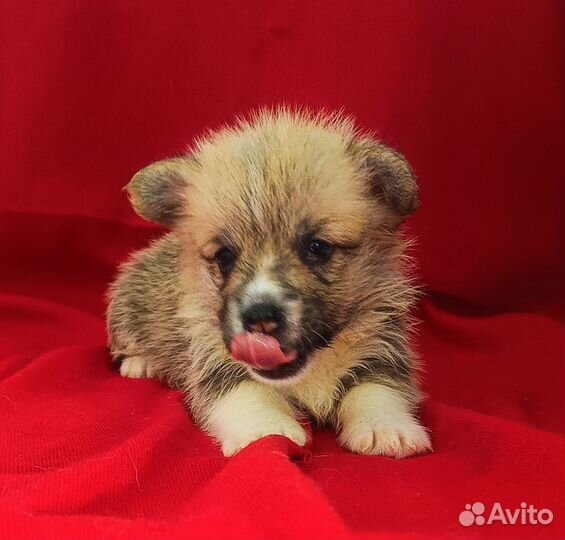 Красотки Вельш корги пемброк ноябрь,декабрь