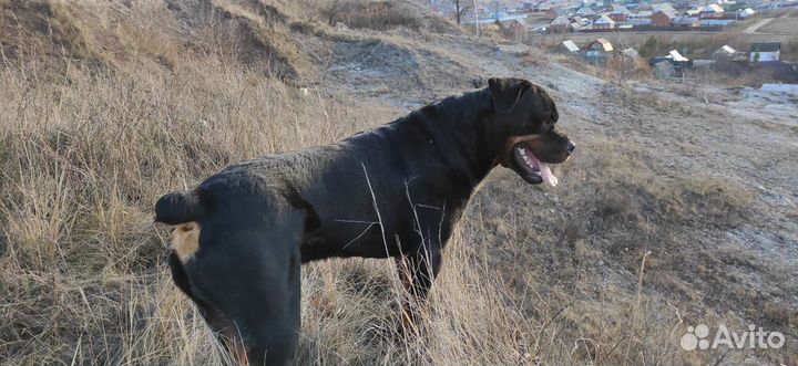 Вязка ротвейлера