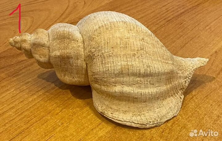 Коралл Искусственные растения в аквариум, интерьер