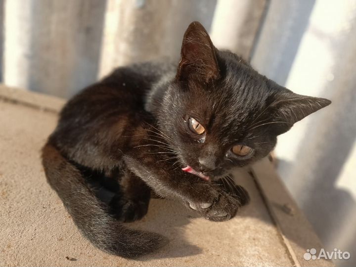 Котик в добрые руки