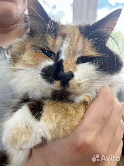 Кошечка в добрые руки