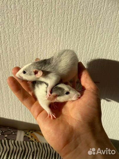 Крысята Хаски дамбо с клеткой, кормом и всем ост