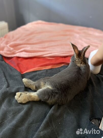 Декоративные кролик