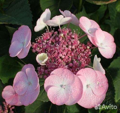 Гортензия крупнолистная 
