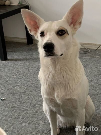 Отдам собаку в добрые руки бесплатно