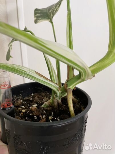 Монстера альба