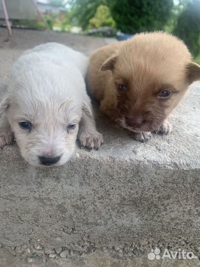 Щенки