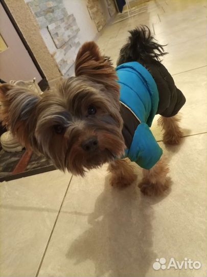 Йоркширский терьер вязка