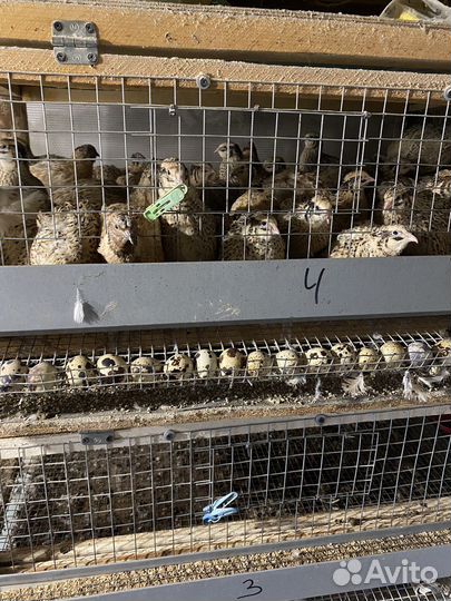 Яйца перепелиные