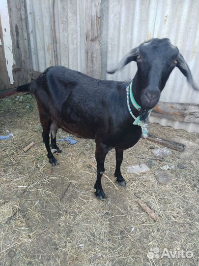 Козы дойные, козлята