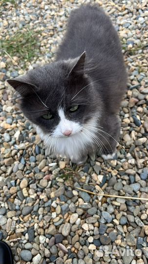 Дачные котики