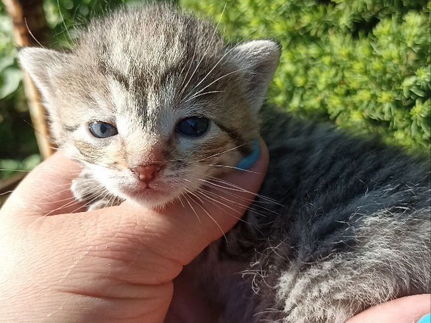 Котята в добрые руки от породистой кошки