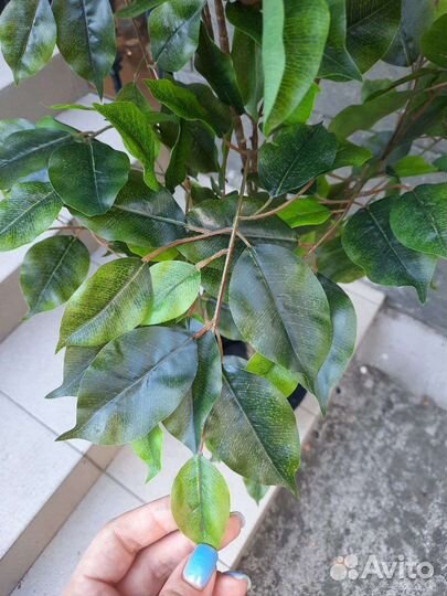 Искусственный фикус дерево