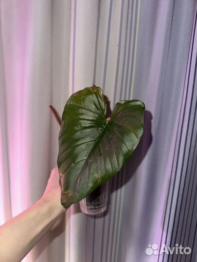 Филодендрон скамиферум серпенс