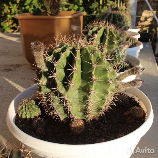 Кактусы и суккуленты