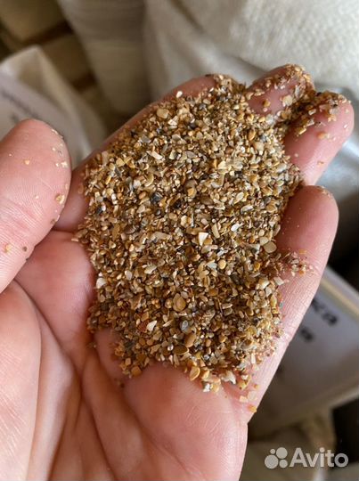 Ракушка морская