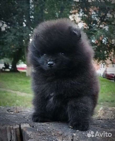Померанский мальчик