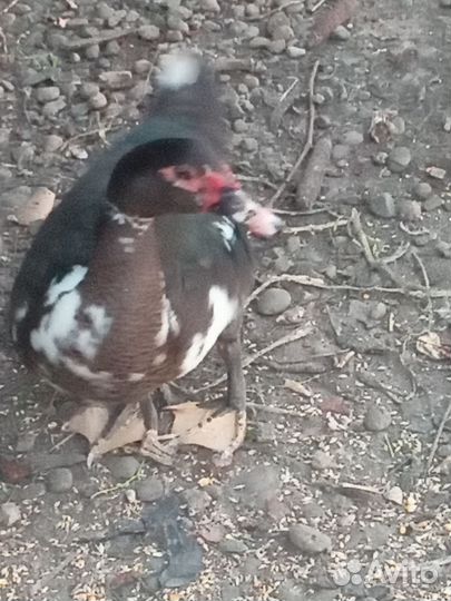 Мускусные утки тяжелые линии