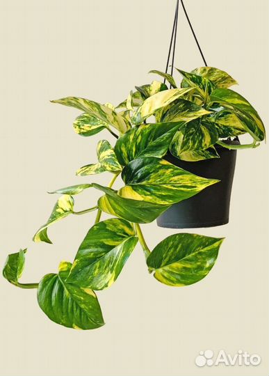 Сциндапсус золотистый