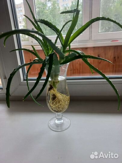 Алоэ отростки