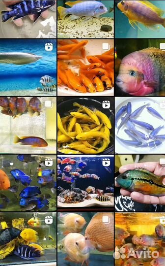 Аквариумная ферма ихтиандр