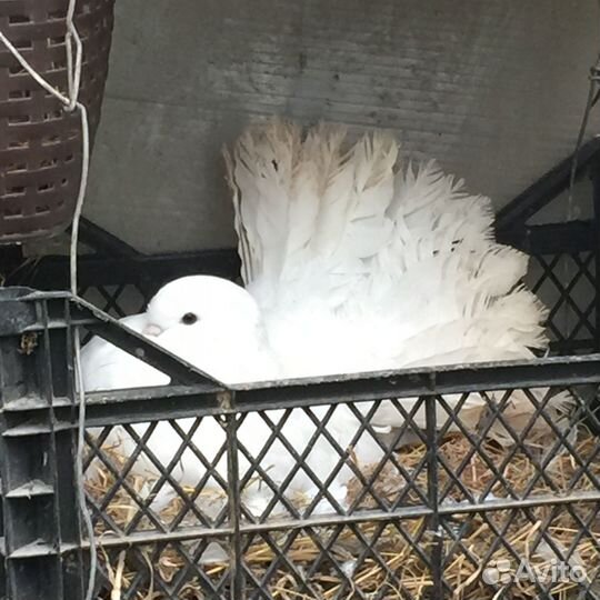 Голуби павлины