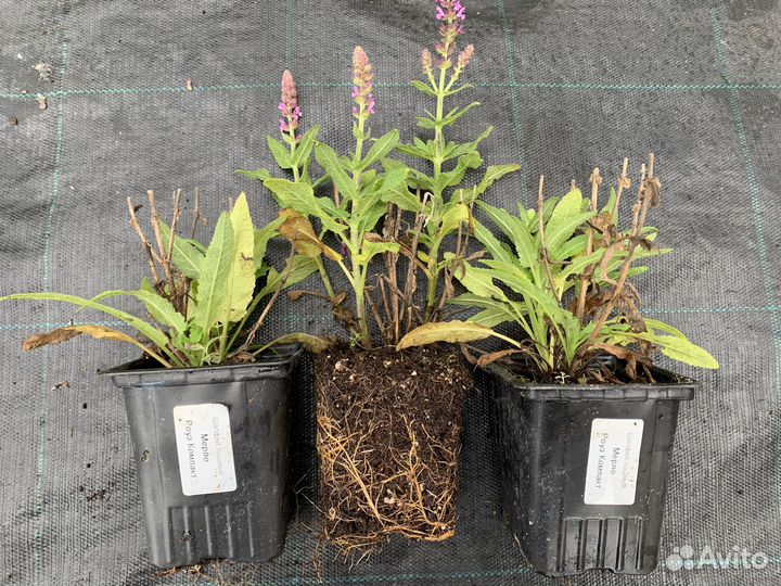 Многолетники в Р9 опт с доставкой по России