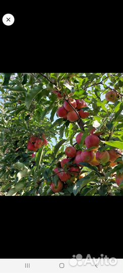 Яблоки,сорт Гала