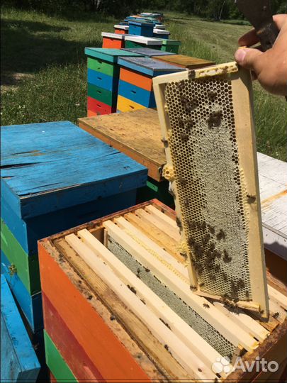 Мед оптом с пасеки Араптанова Н. А